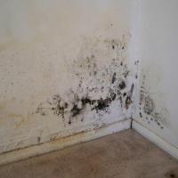 Mold Inspection & Testing Greenville SC image 4